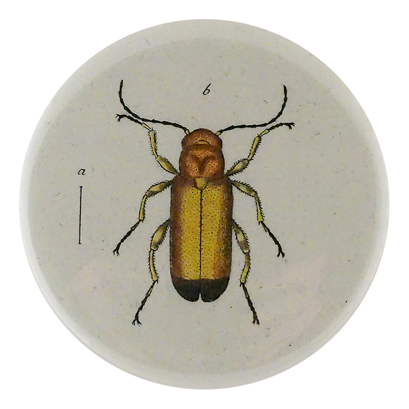 Yellow Blister Beetle