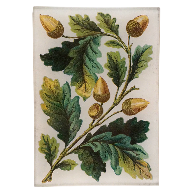 Acorn Bunch (Card Back)