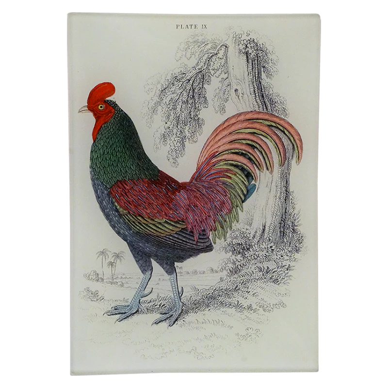 Gallus Aeneus