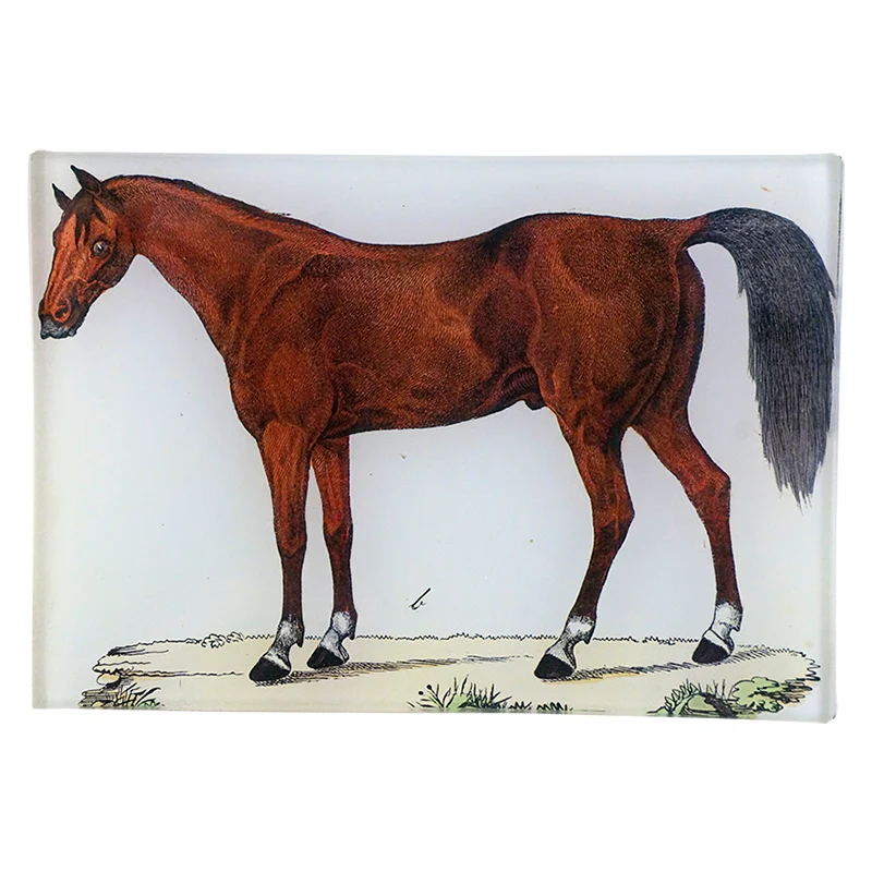 A Horse