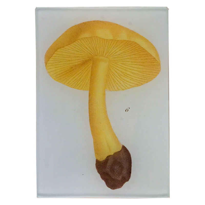 Mushroom Fig. 6