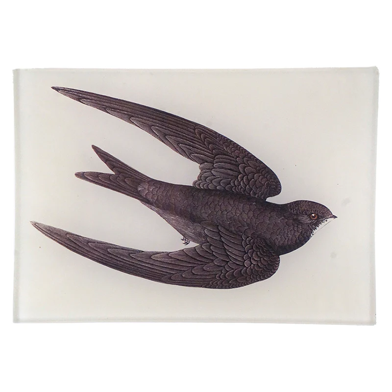 Swift (New)