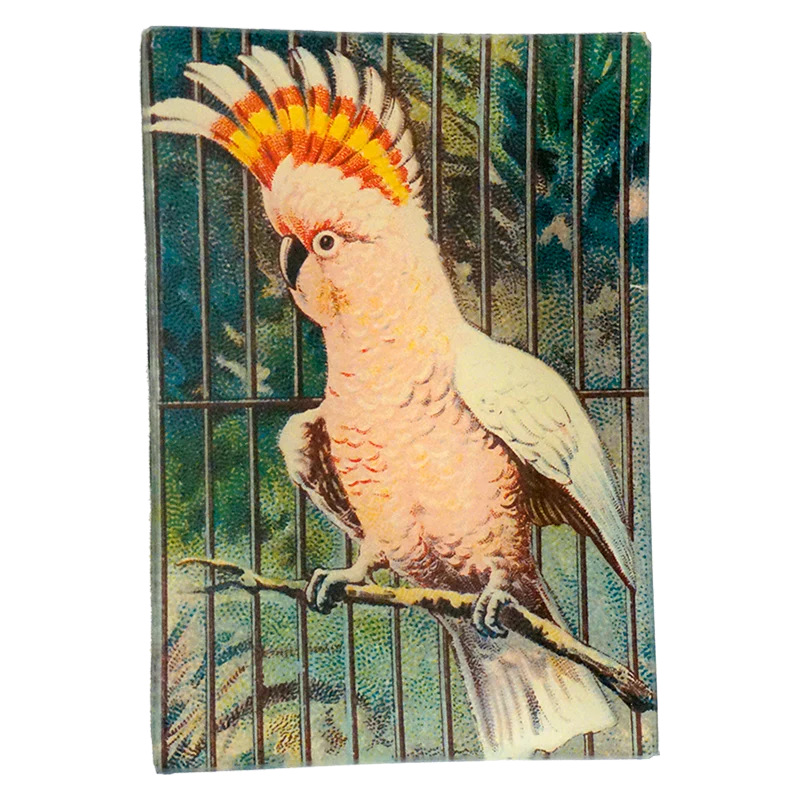 Parrot #3 (Pink)