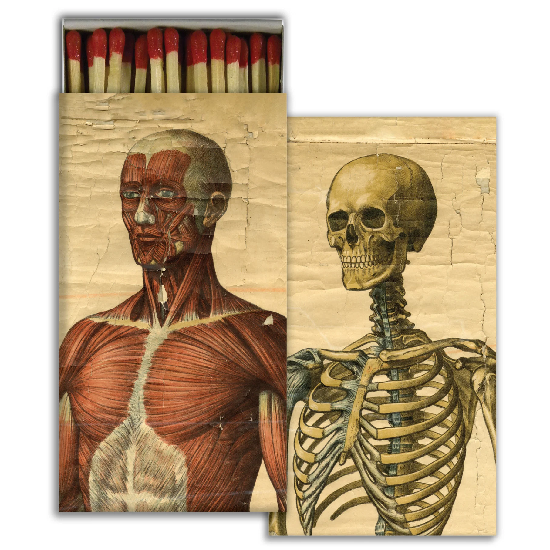 Muscle Man & Skeleton