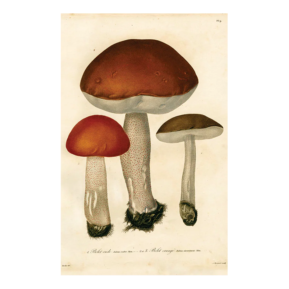 Mushrooms Pl. 9