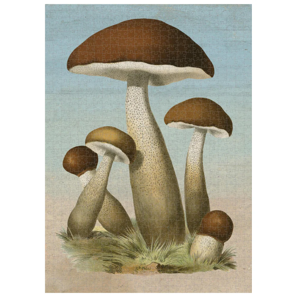 Mushrooms - Image 2