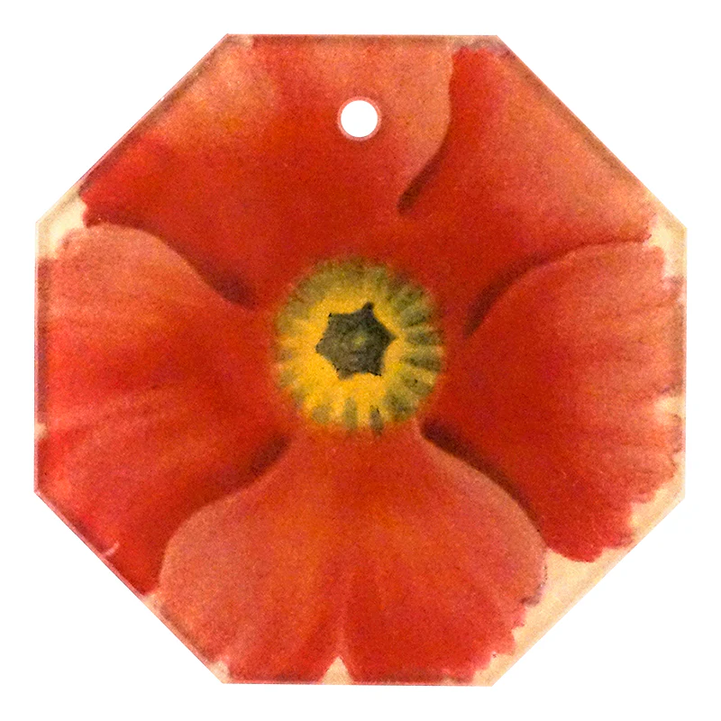 Primula 4