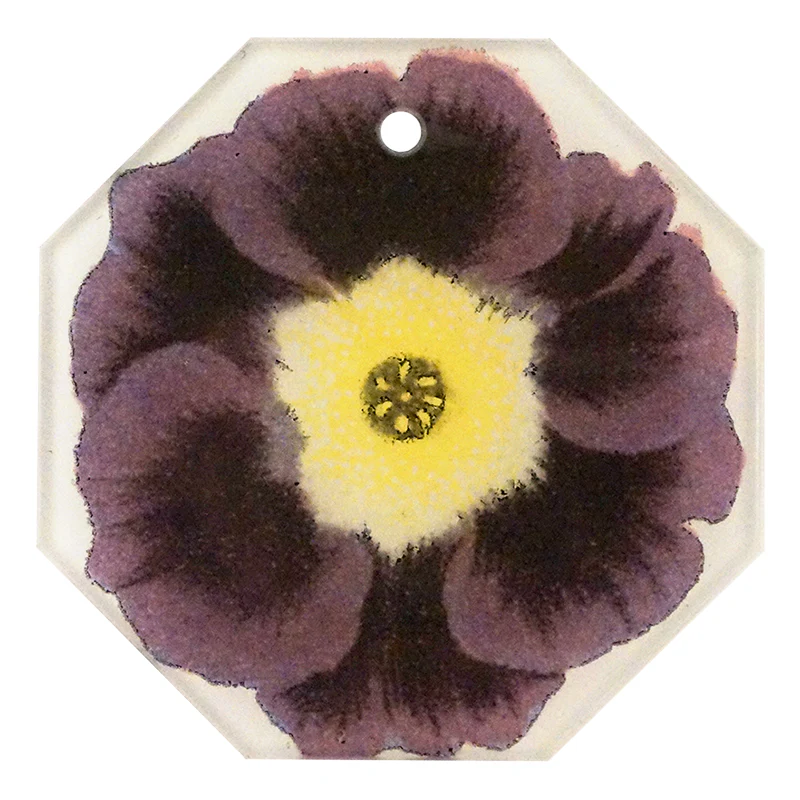 Primula 9