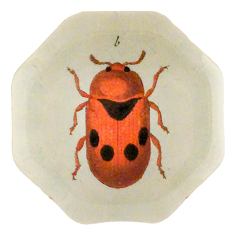 Black Dotted Red Leaf Beetle (Beetles)