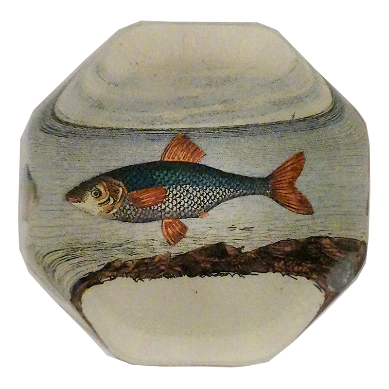 Fish