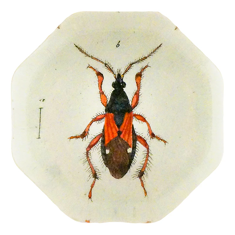 Red & Black Damsel Beetle (Beetles)
