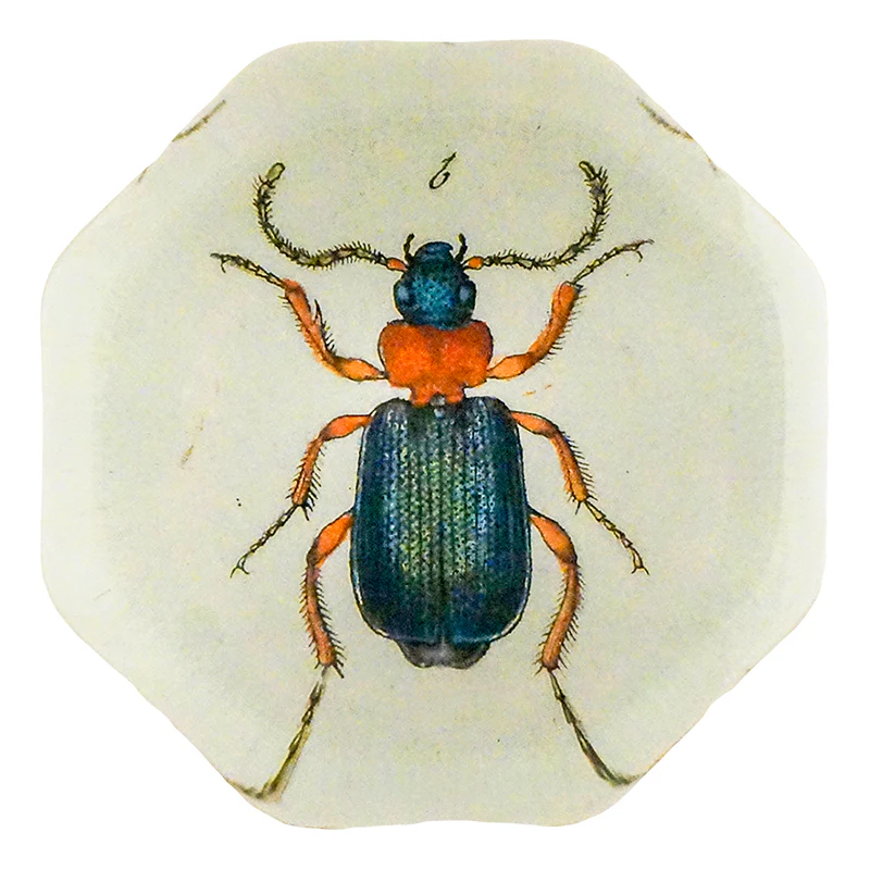 Red & Green Bombardier (Beetles)