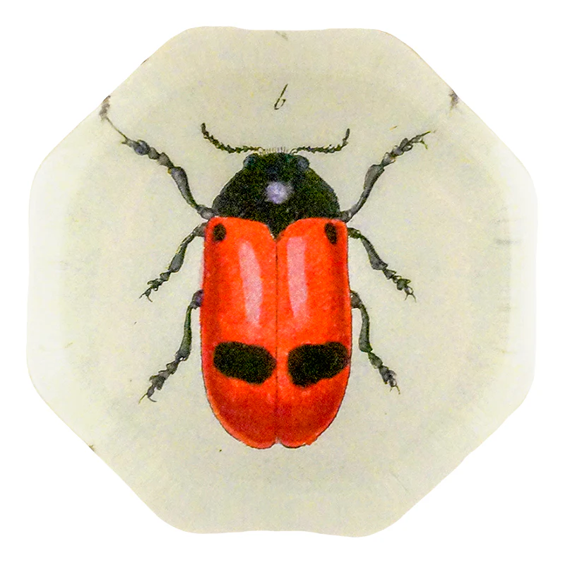 Red Ant Bag Beetle (Beetles)