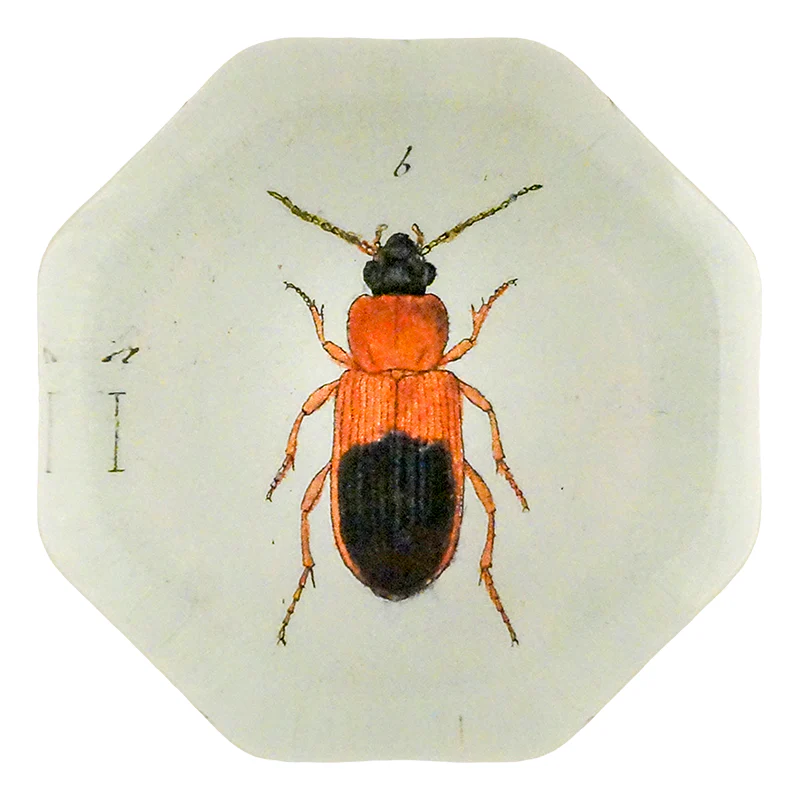 Red Mealworm Beetle (Beetles)