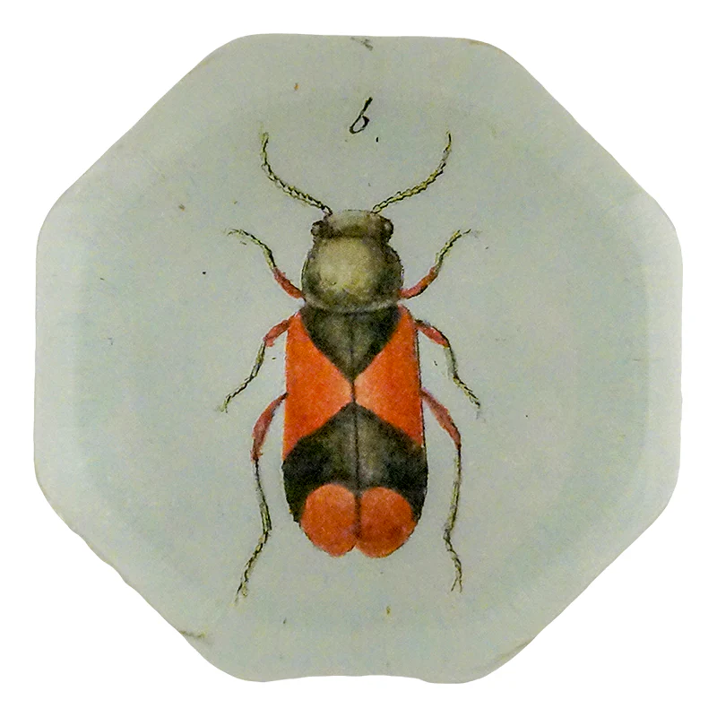 Soft-Winged Beetle (Beetles)