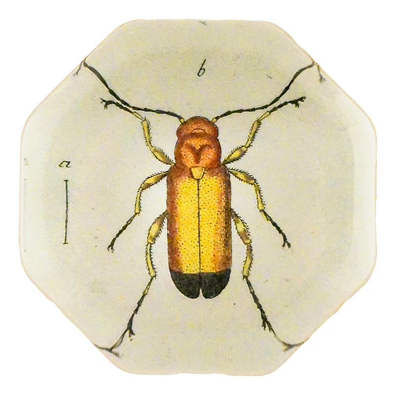 Yellow Blister Beetle (Beetles)