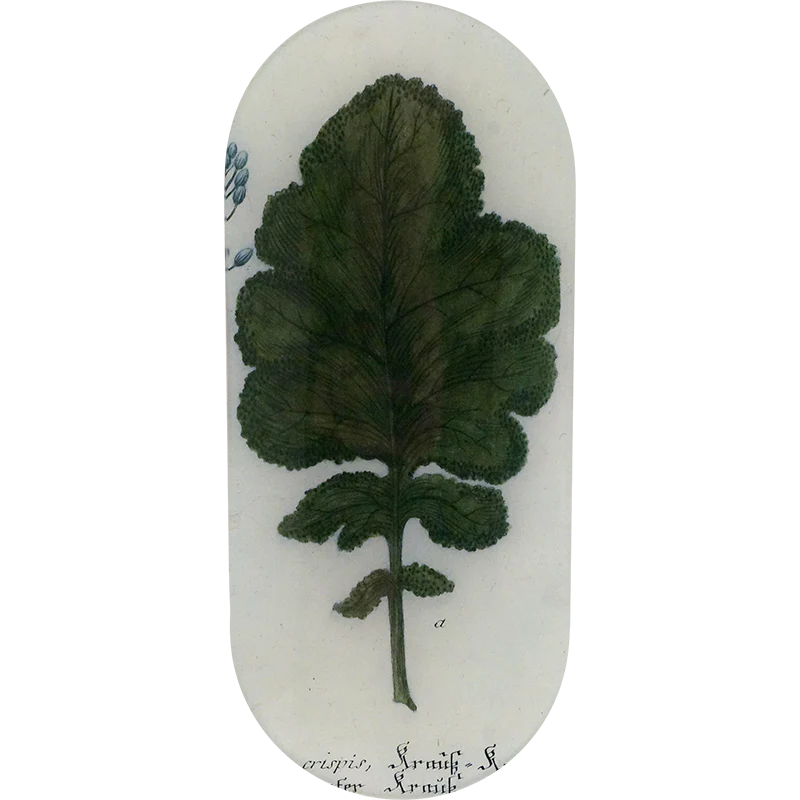 Brassica A