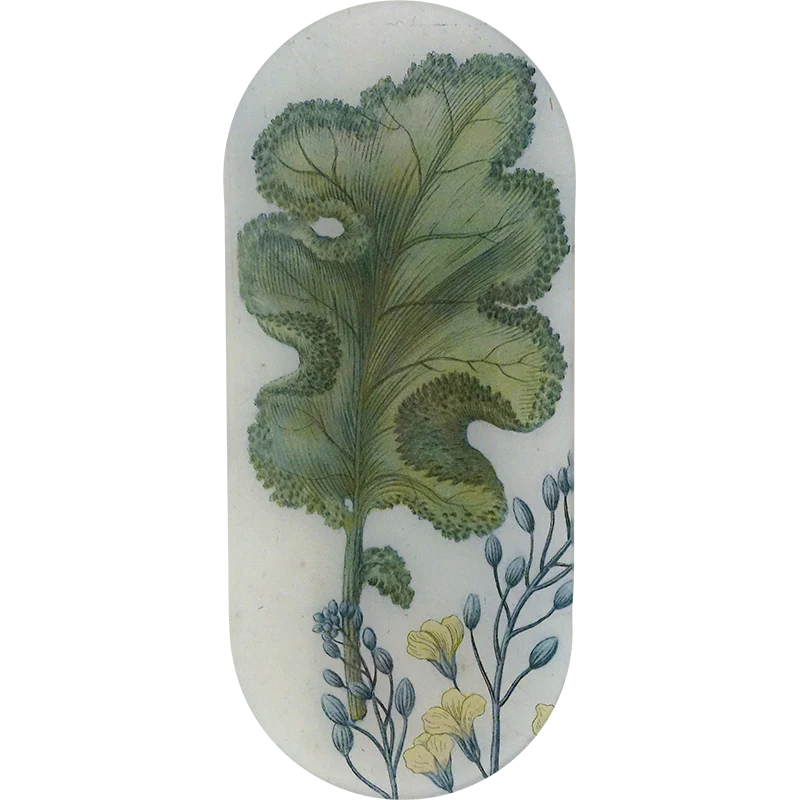 Brassica B