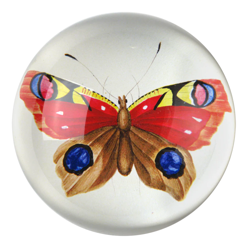 Painted Papillion