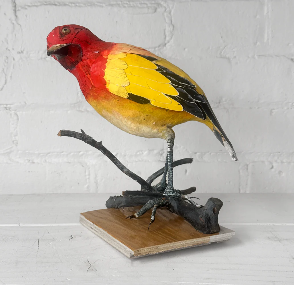Papier-Mâché Flame Bower Bird #25