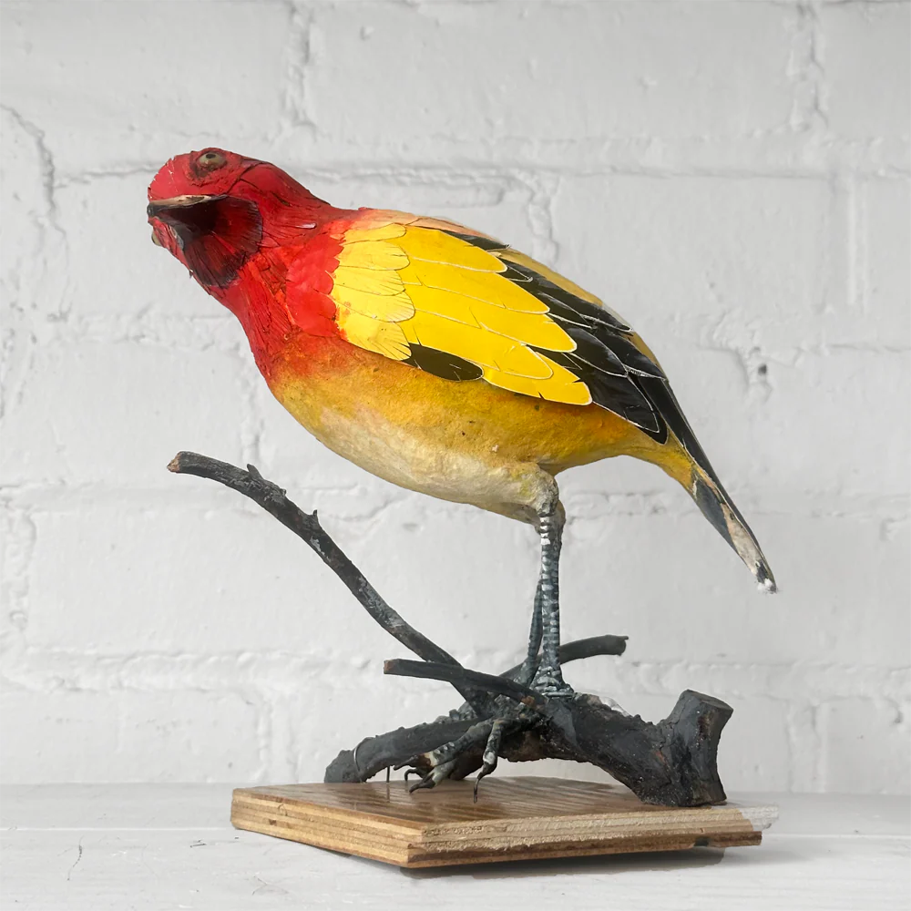 Papier-Mâché Flame Bower Bird #25 - Image 2