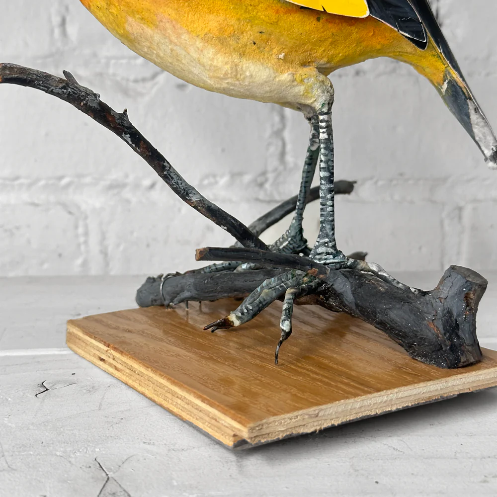 Papier-Mâché Flame Bower Bird #25 - Image 3
