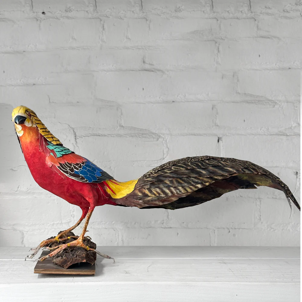 Papier-Mâché Golden Pheasant Bird #4