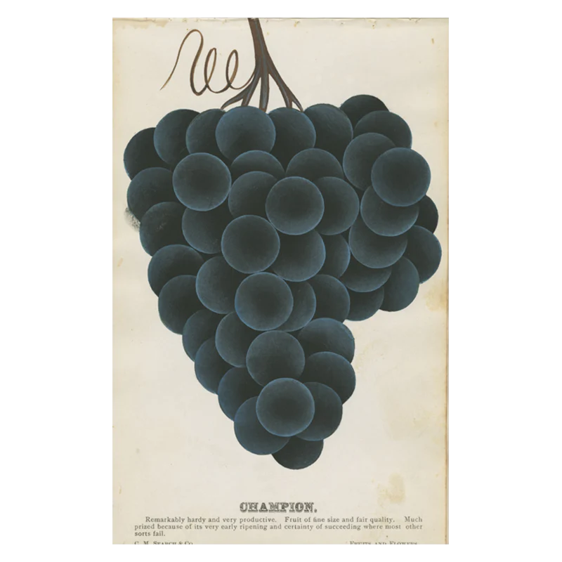 Champion (Grapes)