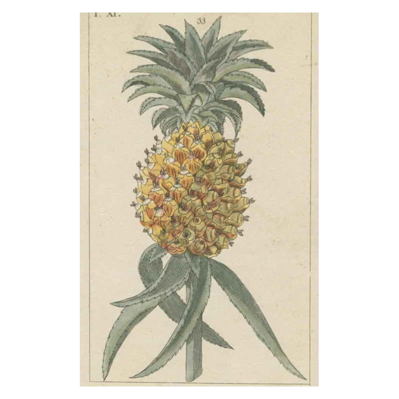 Pineapple