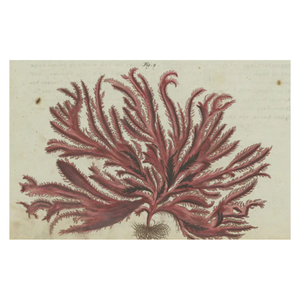 Red Seaweed