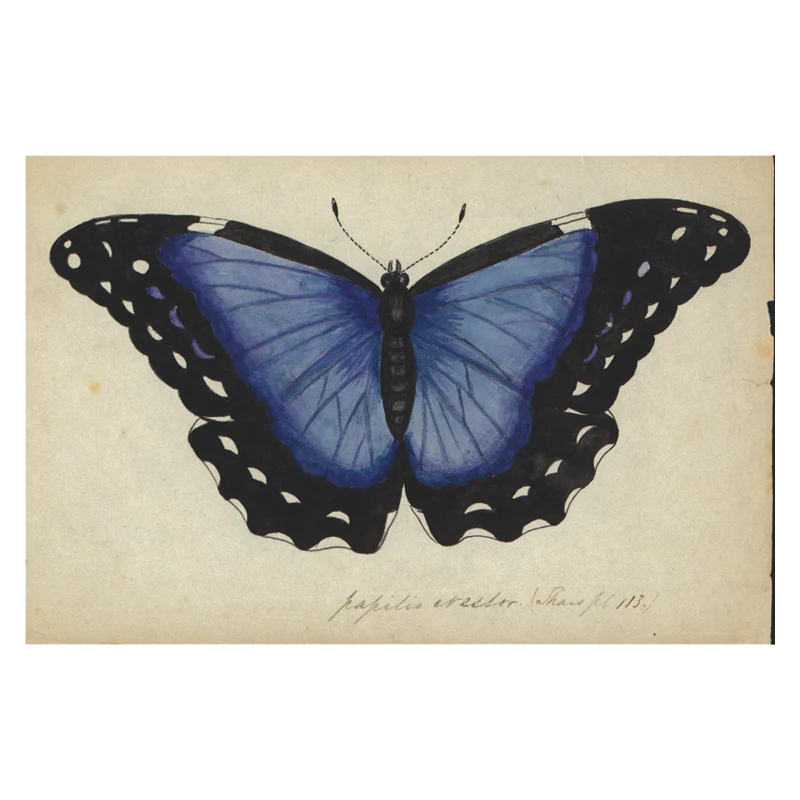 Blue Butterfly