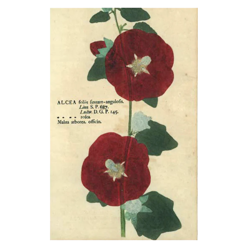 Hollyhock