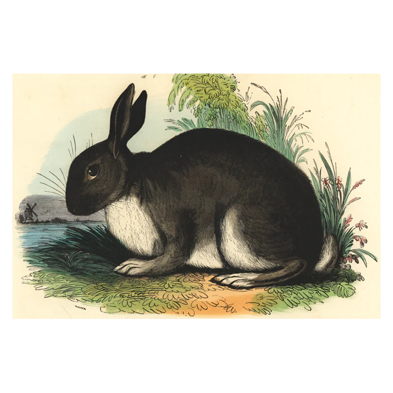 The Rabbit