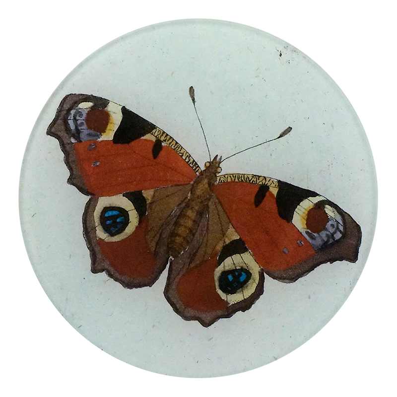Peacock Butterfly