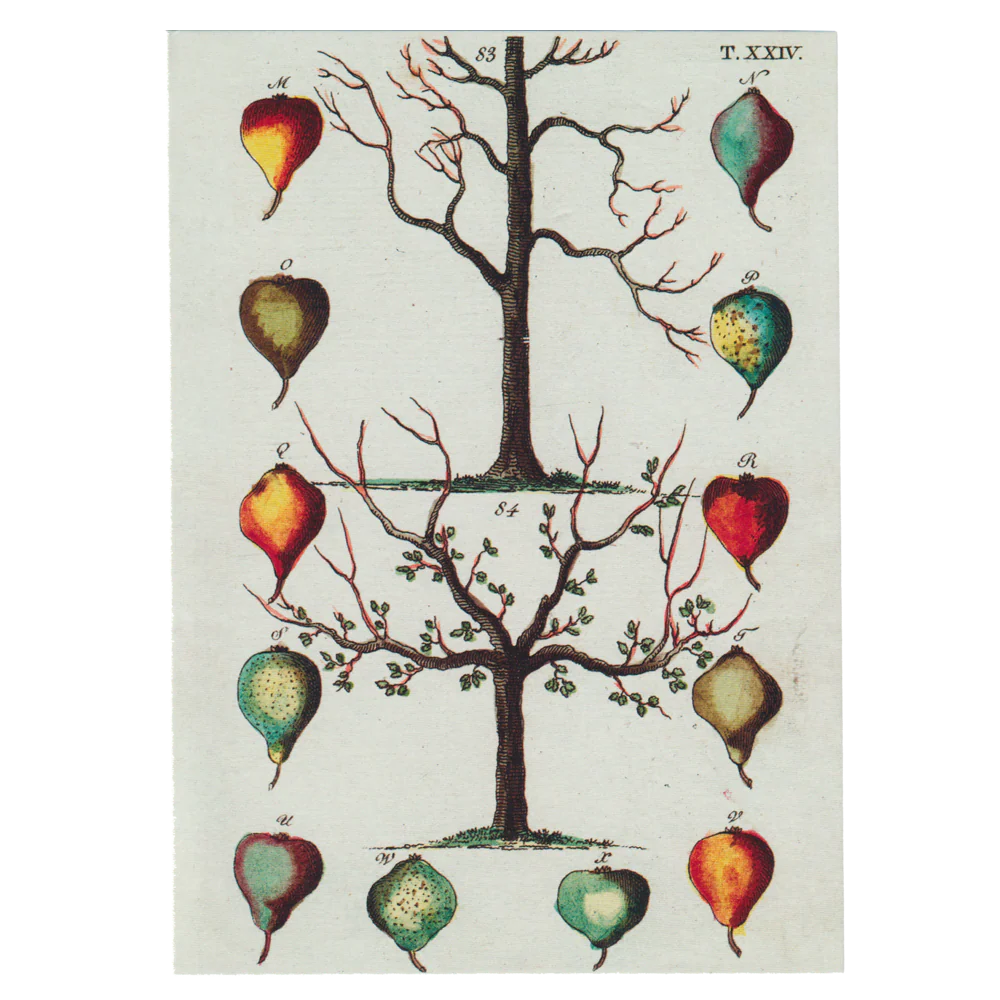 Pear Tree