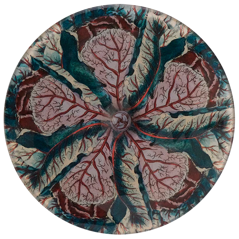 Cabbage Leaf - Image 2