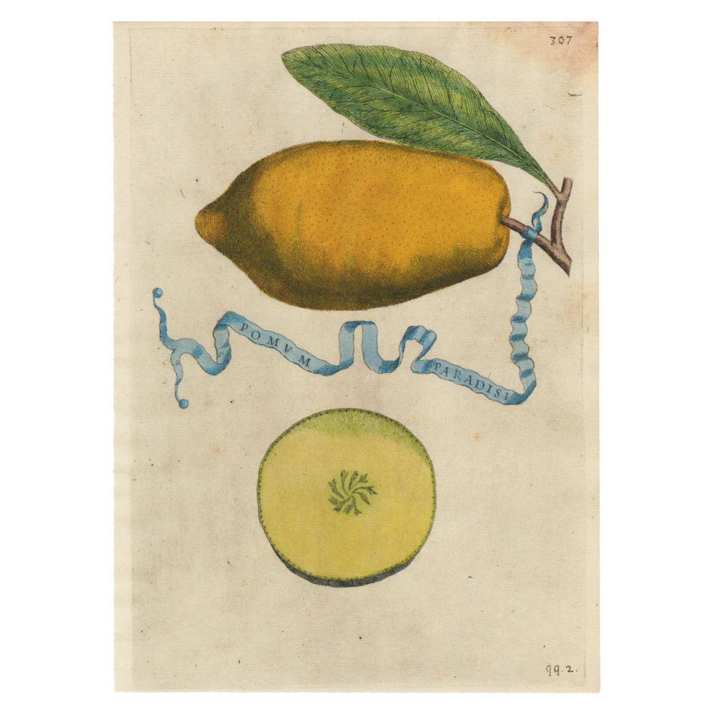 Pomvm Paradisi
