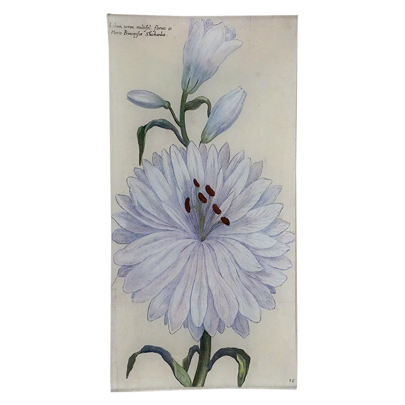 Lilium Wran