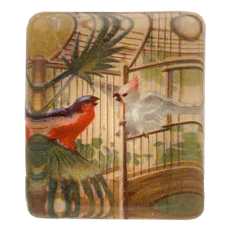 Curious Birds