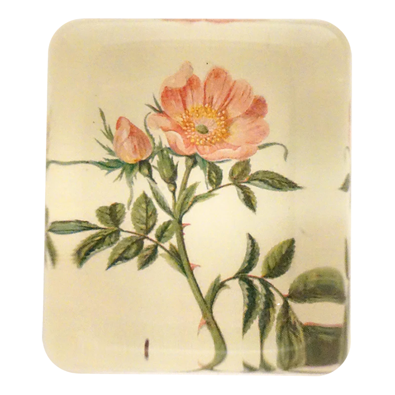 Dog Rose