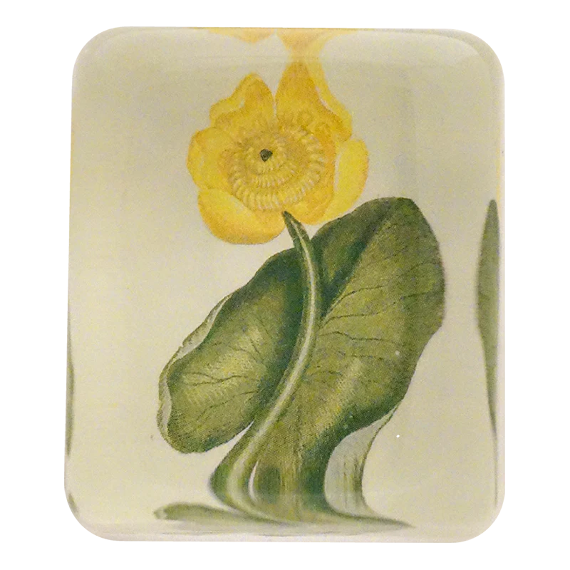Yellow Water Lily