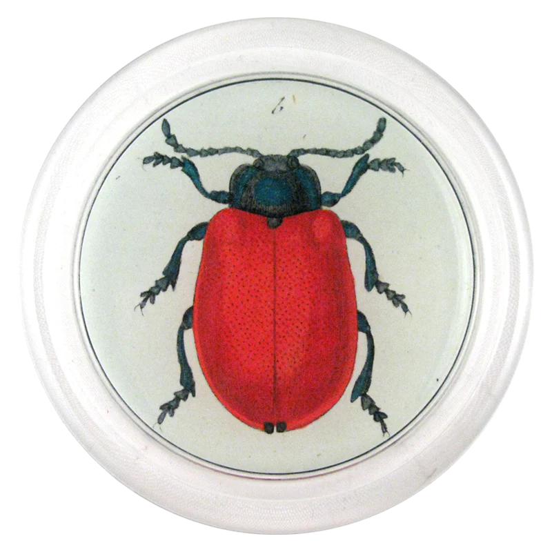 Red Beetle