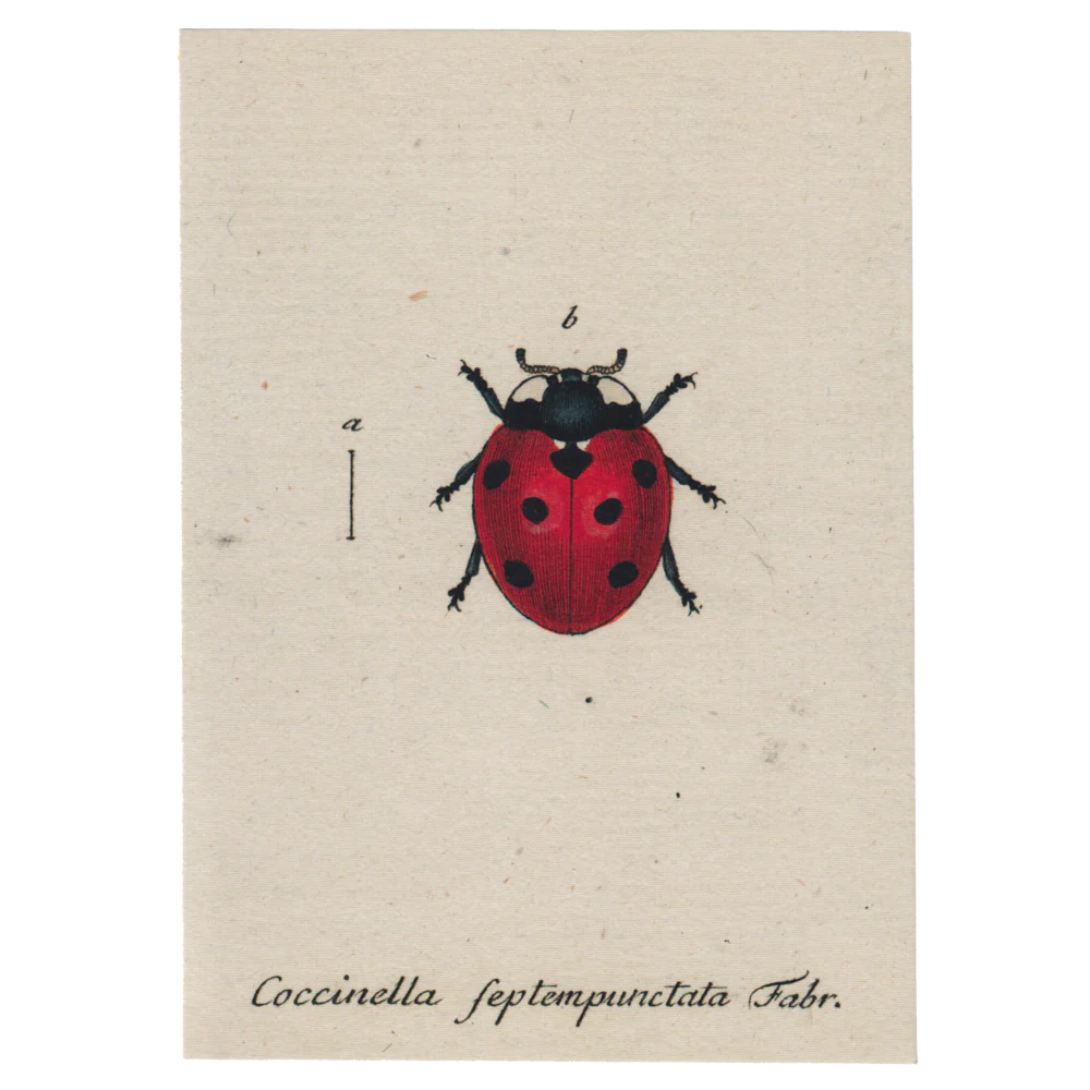 Red Lady Bug