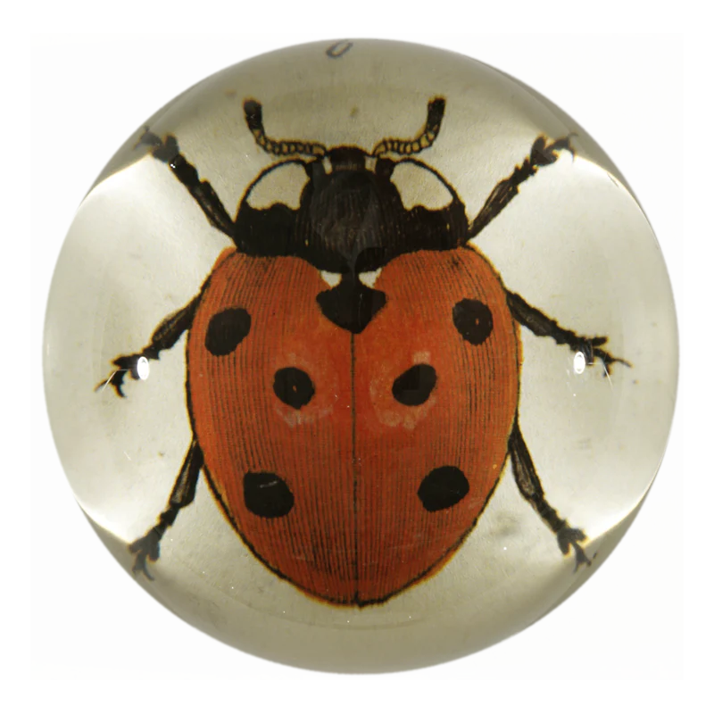 Red Ladybug