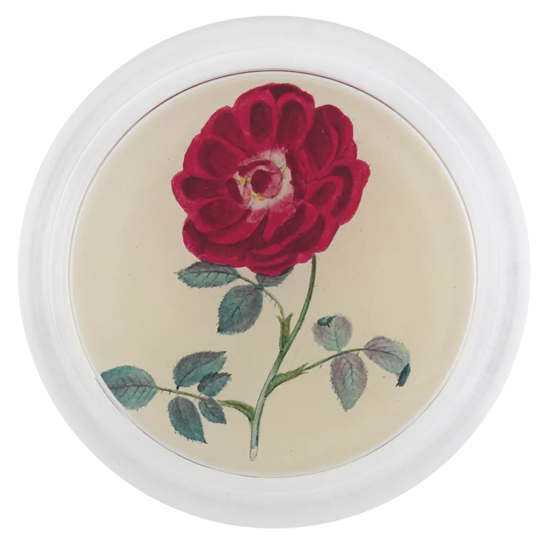 Rose 1
