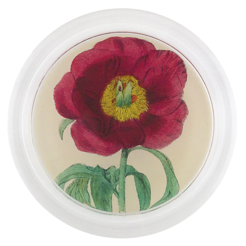 Rose 2