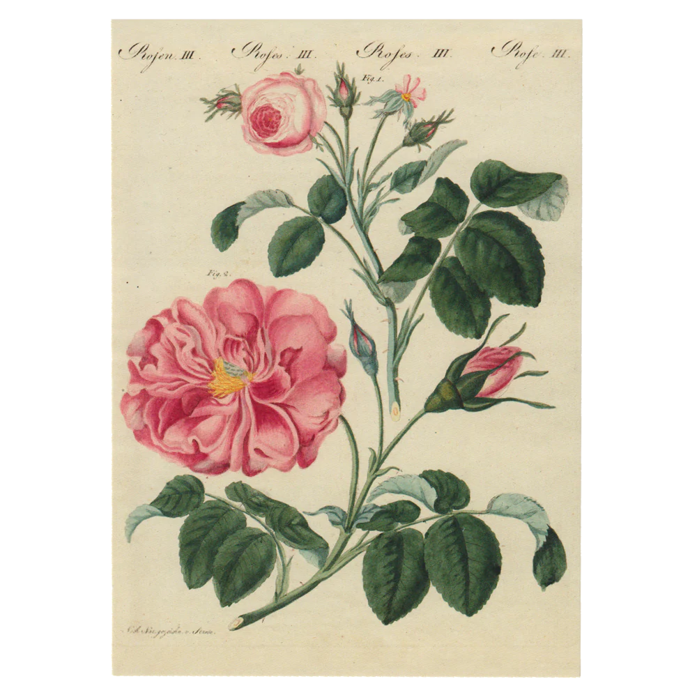 Rose III