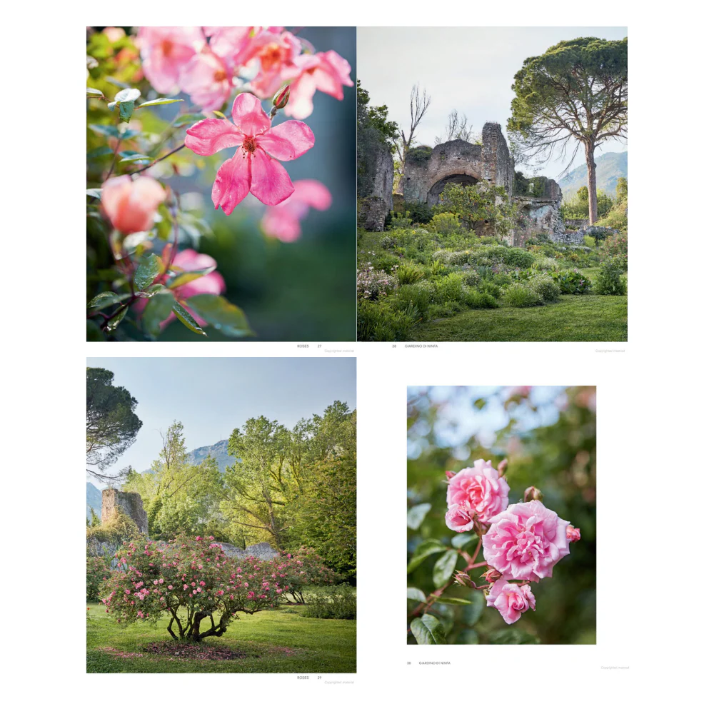 Roses in the Garden - Image 3