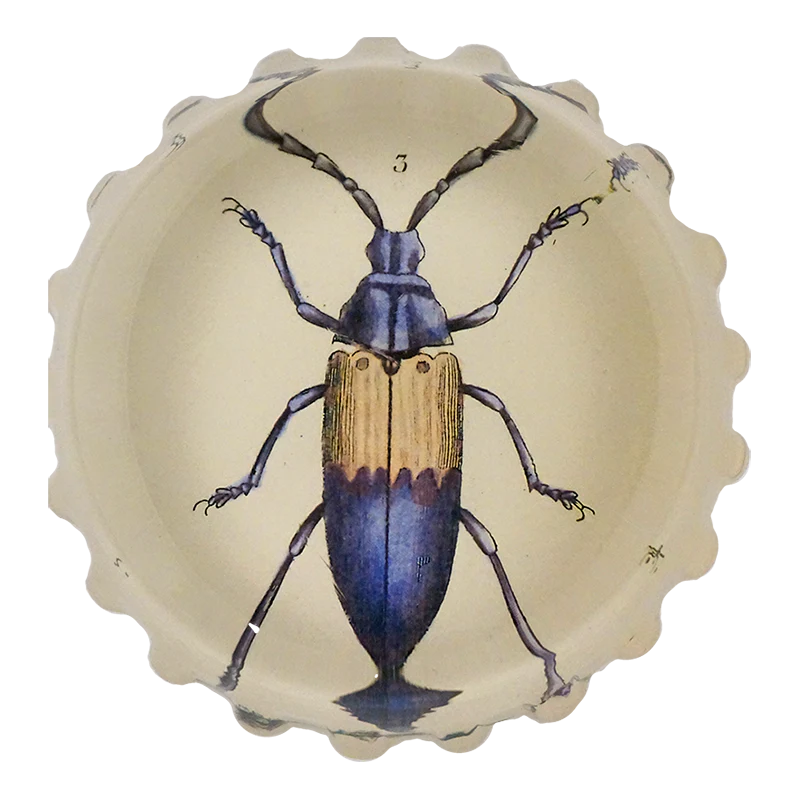 Blue Beetle (Desmocerus cyaneus)