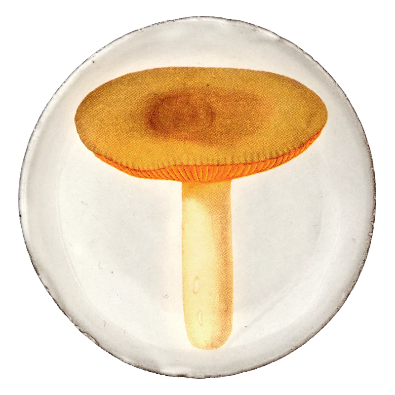 Agaric Sapide Saucer